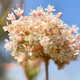 Salt Creek Wildflowers 