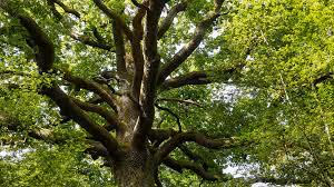 tree 1