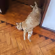 YOSHY_CAT
