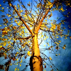 The Tree