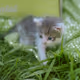 Touch Grass