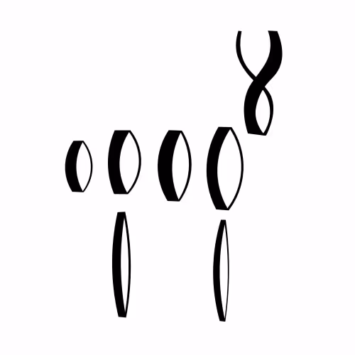 Deer 07