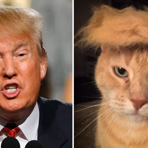 trumpcat #23