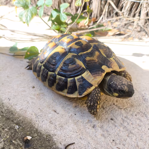 Mulan Turtle