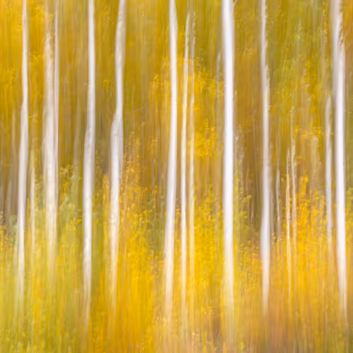 Brynn Alise Base Contract