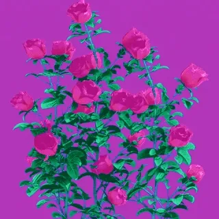 made these for your girl by a.c.k.