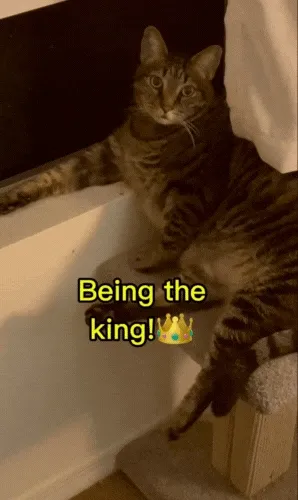 Furrendsgiving