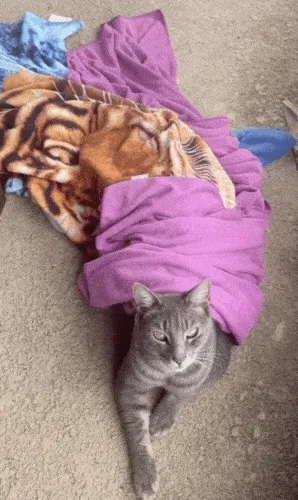 Furrendsgiving