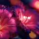 Midnight Flowers