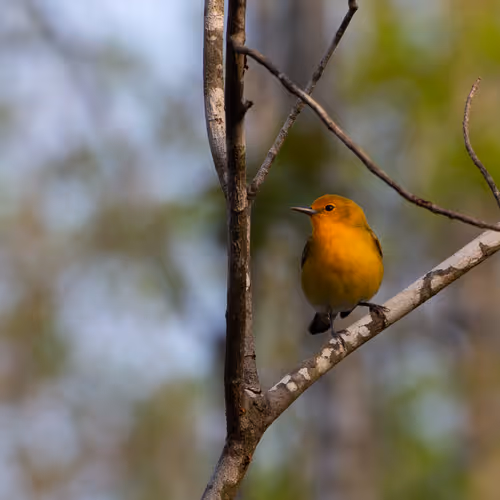 Prothonotary Warbler #464
