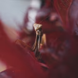 31