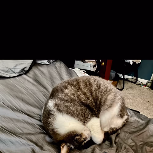 Kitty’s disorganized room