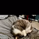 Kitty’s disorganized room