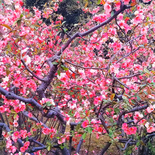 Vibrant Cherry Blossoms