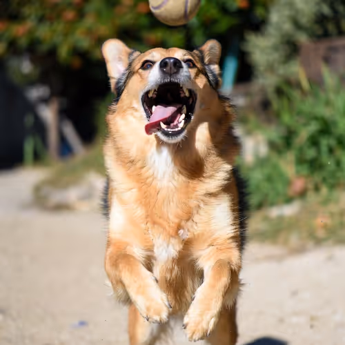 BALLDOG