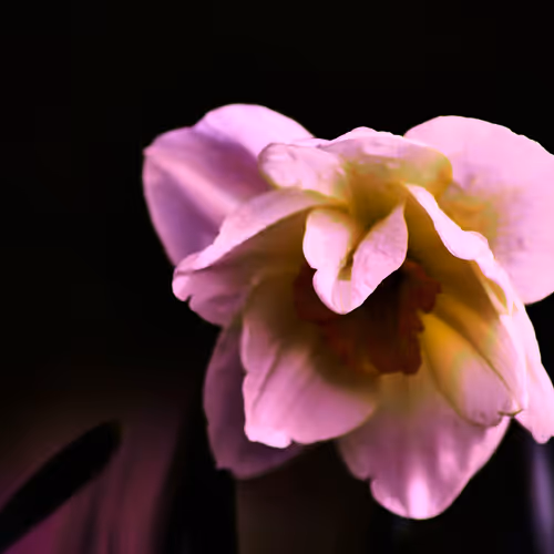 massimo trovati photos