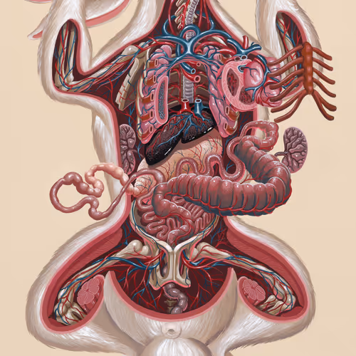 Dissection Of A Rabbit By Nychos