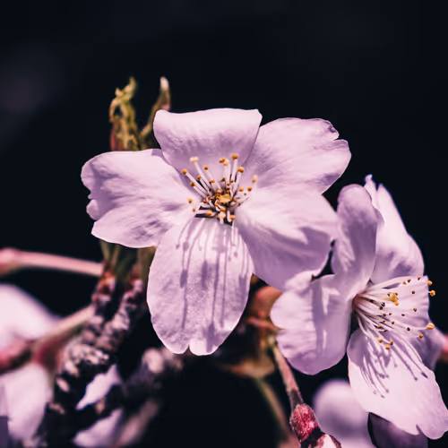 Sakura 115