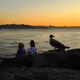 Seagull