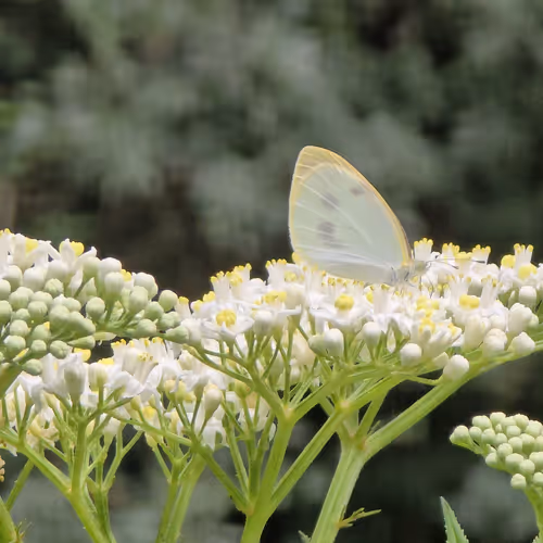 Butterfly 528677655