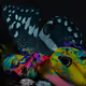 Butterfly effect