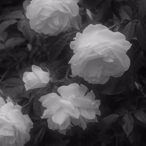 Tenderness