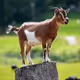 goat