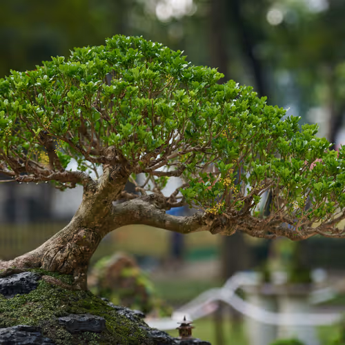 Bonsai  #1