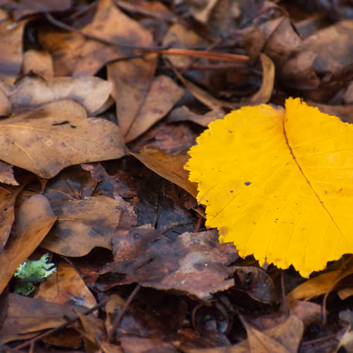 Hello Autumn #1