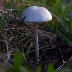 62