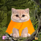 Base Cat #2900