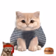 Base Cat #3288