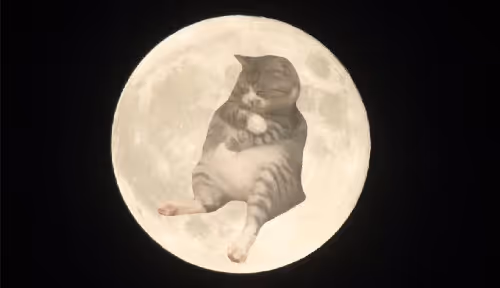 Dontfomeow