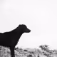Rodeo posts