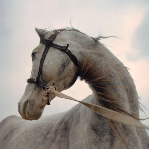 Rodeo Posts 1161