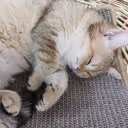 Radiant Ash - Member