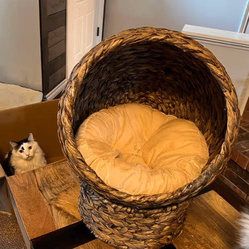 Box VS Bed