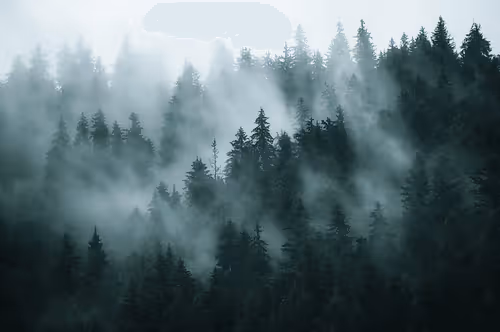 Tree 214