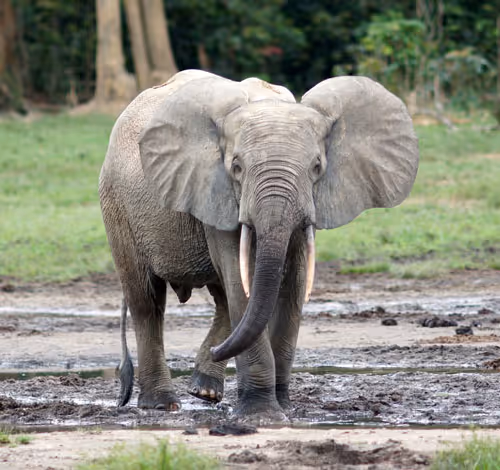 elephant