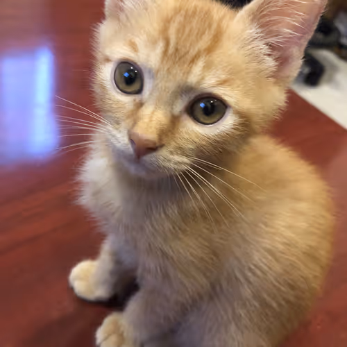 CUTE CAT