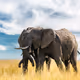African Safari