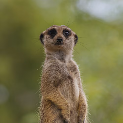 Animal Kingdom: Meerkat