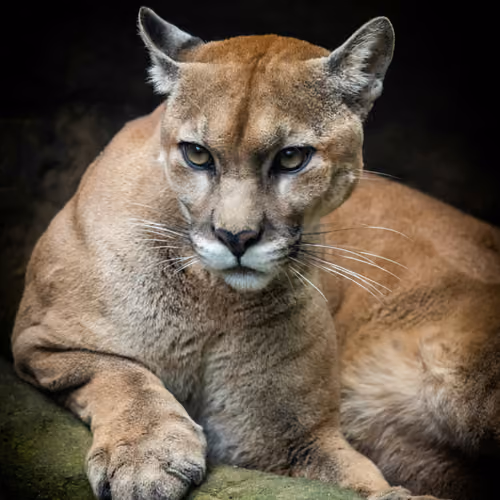 Animal Kingdom: Cougar
