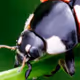 FİREFLY