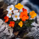 flower on the rock