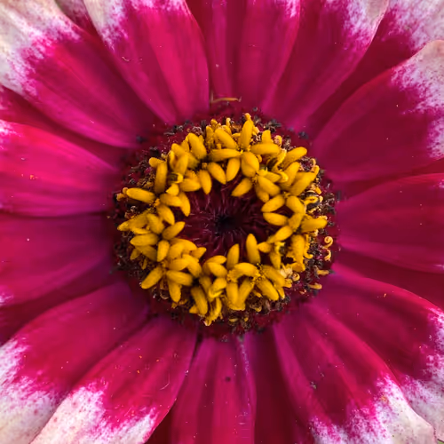 Child's Wreath