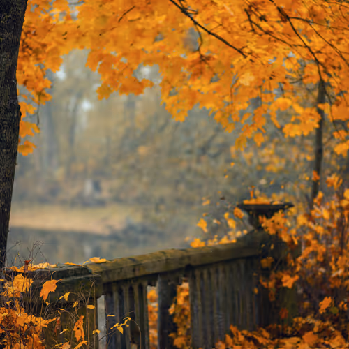 Autumn In The Old Park