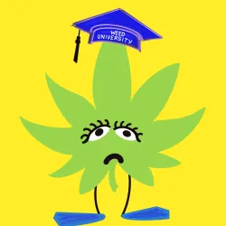 WeedPunks #1894