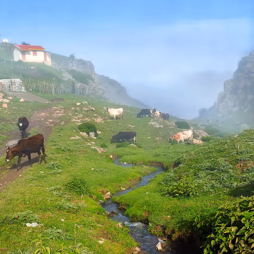 In The Mist 5