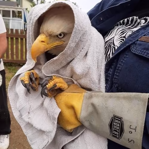 eagle